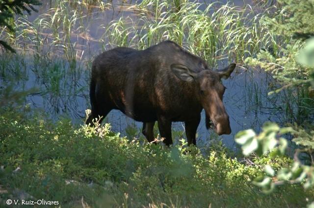 20120818 Grand Teton 045