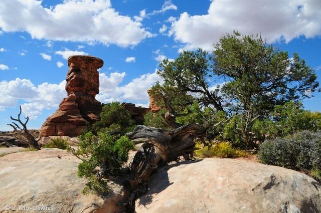 20140914 Canyonlands Needles 017