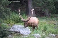 20120806 Rocky Mountain 050